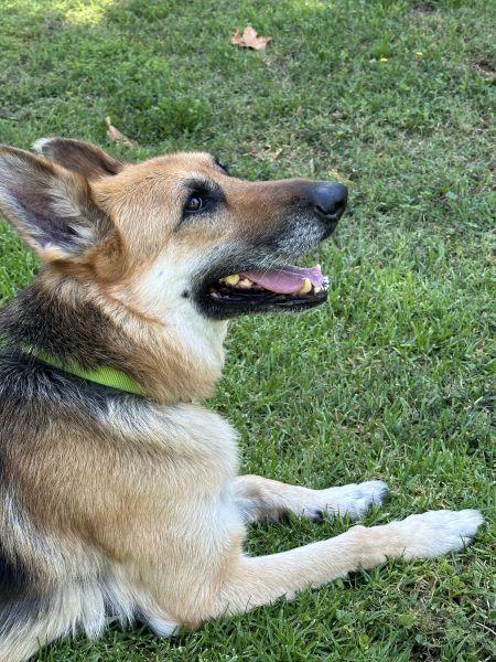Rex, Adoptable, Adult Male German Shepherd Dog.