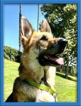 Enlarge Rex, a Adoptable German Shepherd Dog in Irvine, CA image 3/3