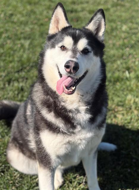 Enlarge CHESTIE, a Adoptable Alaskan Malamute in Fairfield, CA image 1/1