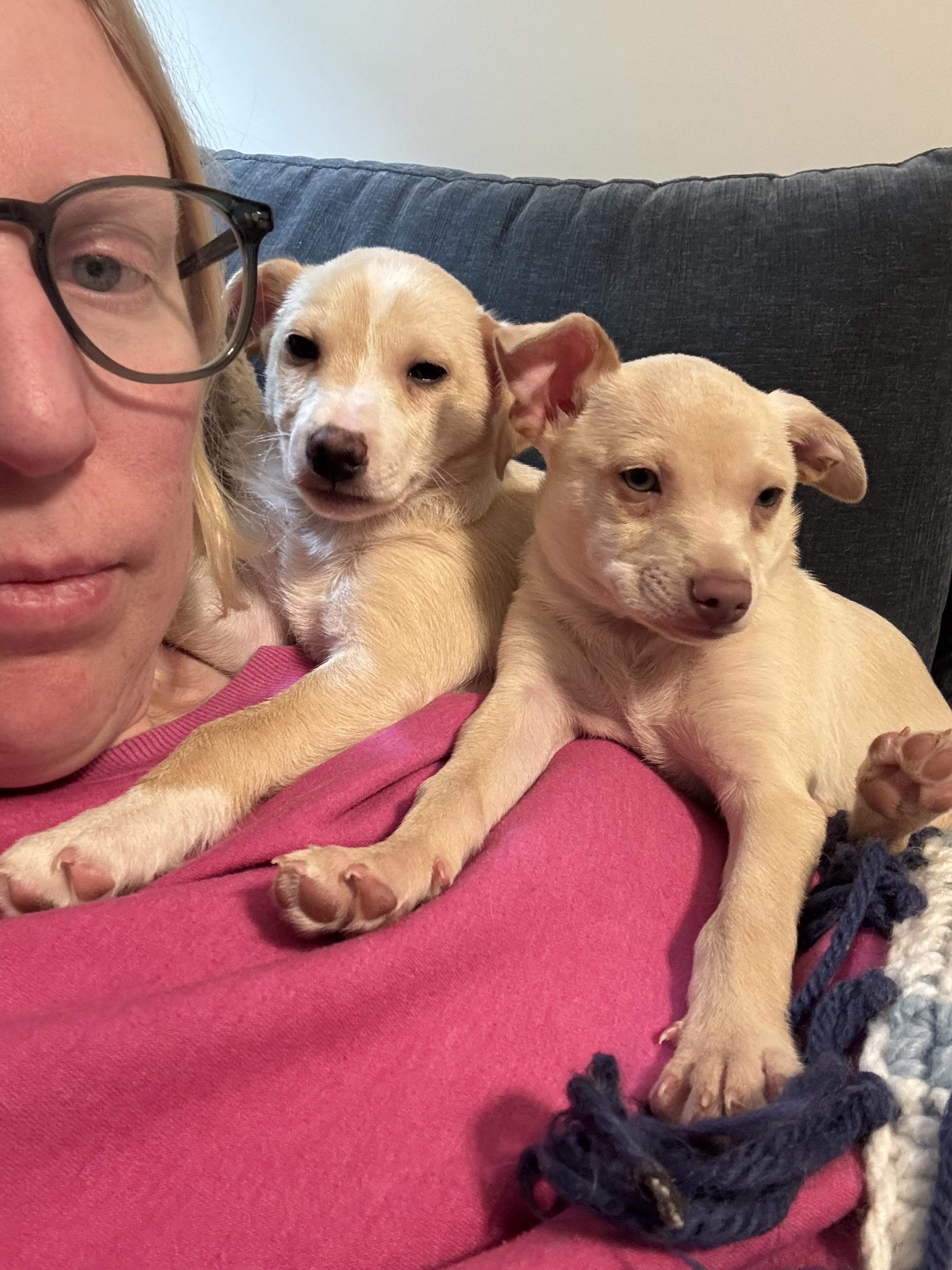 Enlarge LIL ZIG, a Adoptable mixed breed in Hamilton, NJ image 2/3