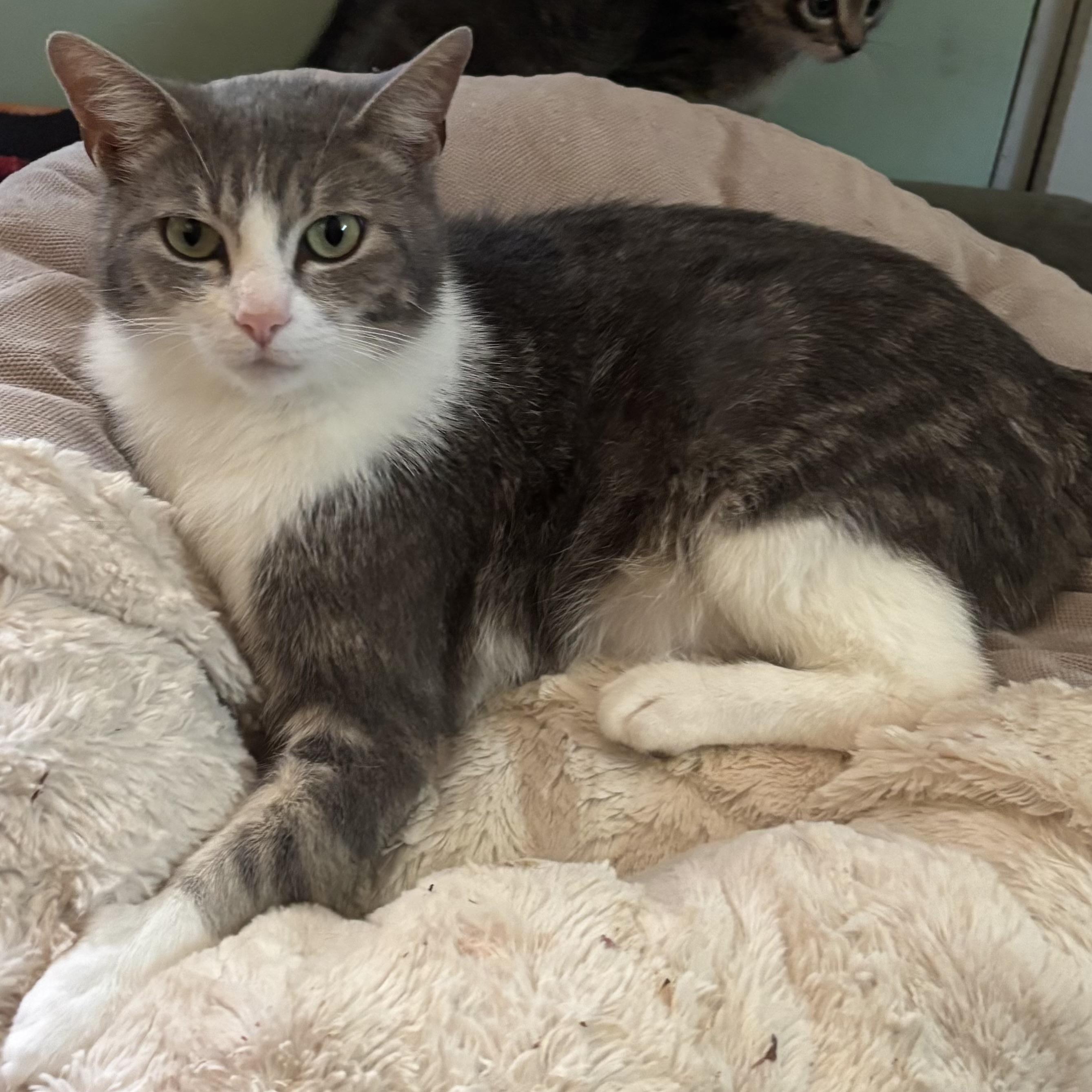 Enlarge Queen Brie, a ADOPTABLE Domestic Short Hair in Bentonville, AR image 1/1