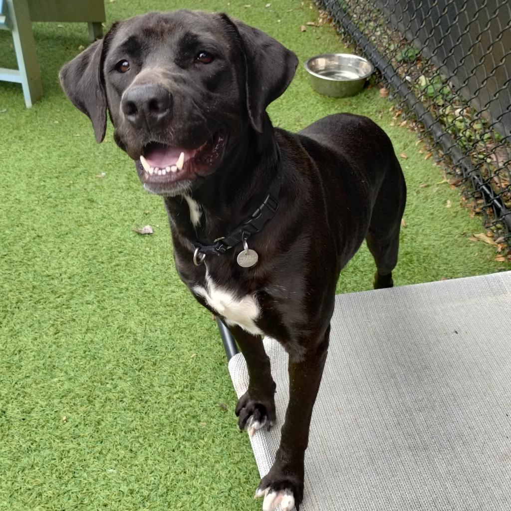 Korra, Adoptable, Senior Female Black Labrador Retriever.