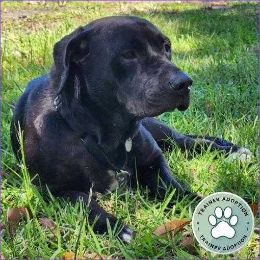 Enlarge Korra, a Adoptable mixed breed in Jupiter, FL image 2/6