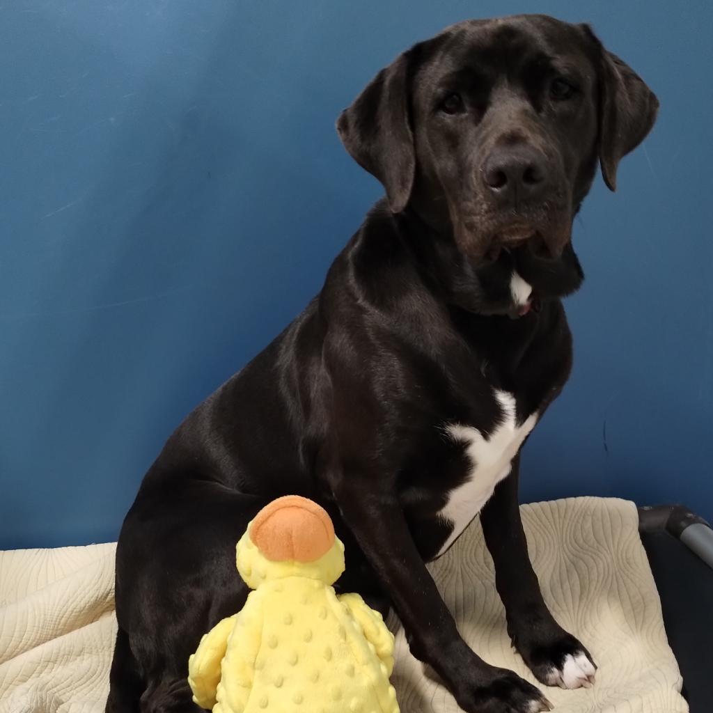 Enlarge Korra, a Adoptable mixed breed in Jupiter, FL image 4/6