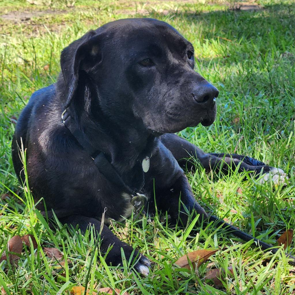 Enlarge Korra, a Adoptable mixed breed in Jupiter, FL image 5/6