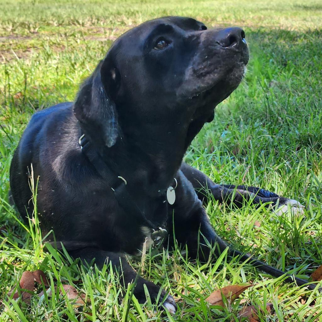 Enlarge Korra, a Adoptable mixed breed in Jupiter, FL image 6/6