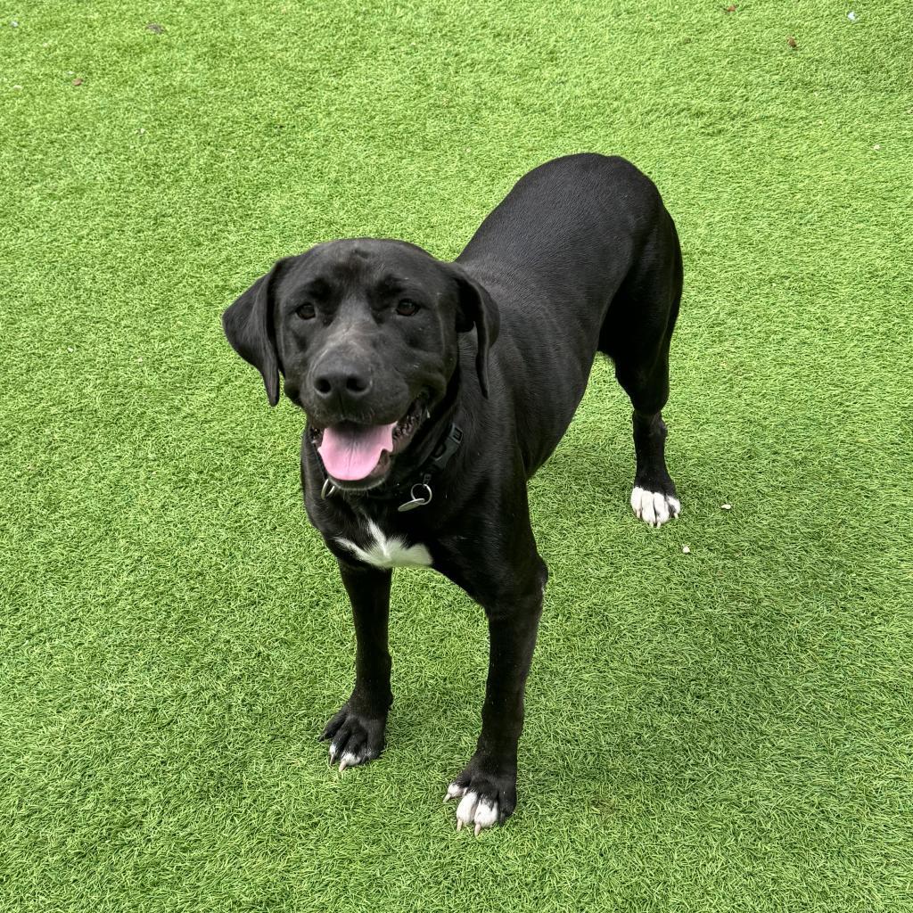 Enlarge Korra, a Adoptable mixed breed in Jupiter, FL image 4/6