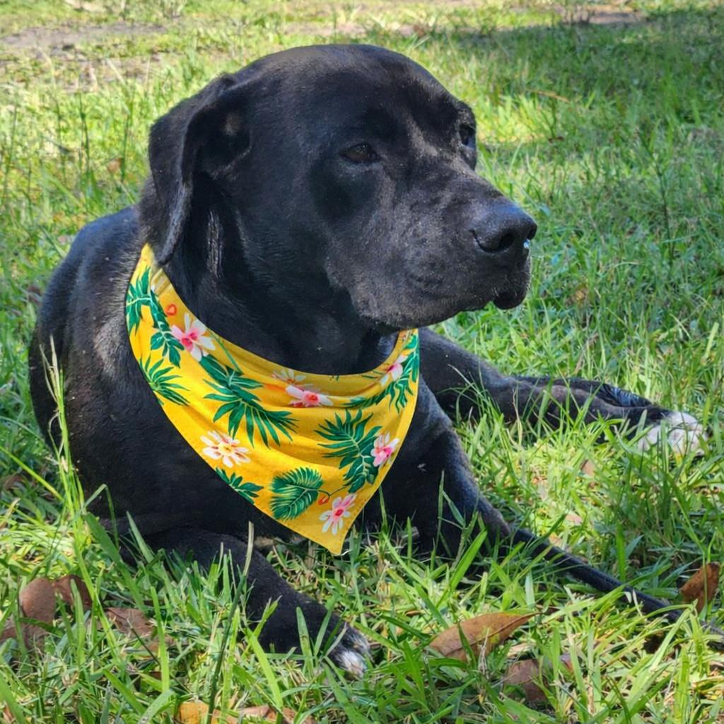 Enlarge Korra, a Adoptable mixed breed in Jupiter, FL image 5/6