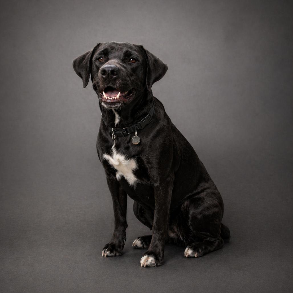 Enlarge Korra, a Adoptable mixed breed in Jupiter, FL image 6/6