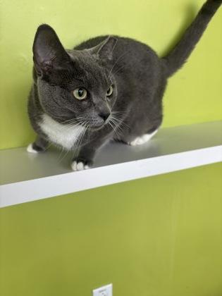 Nala, Adoptable, Adult Female Domestic Short Hair & Domestic Short Hair.