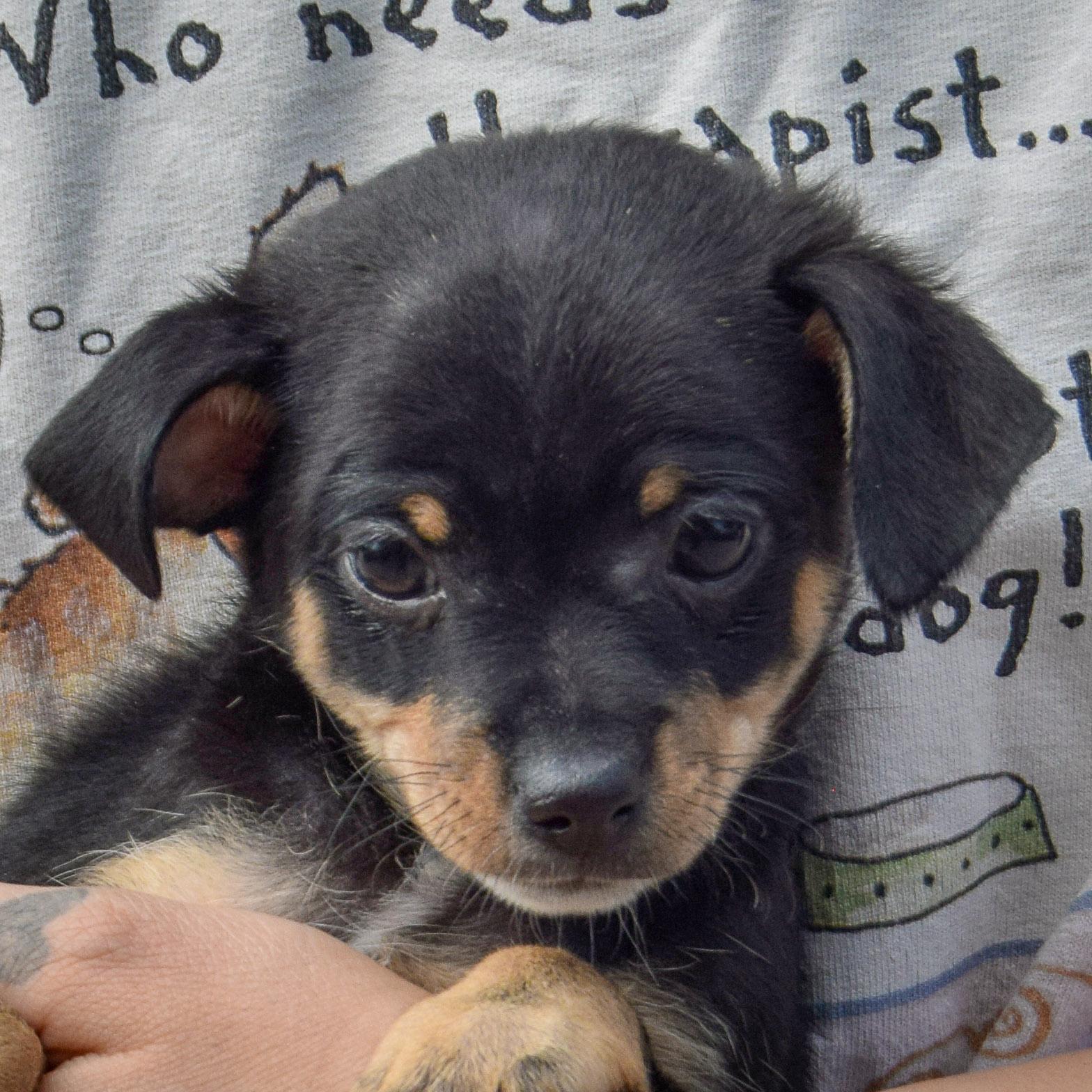Rosita
