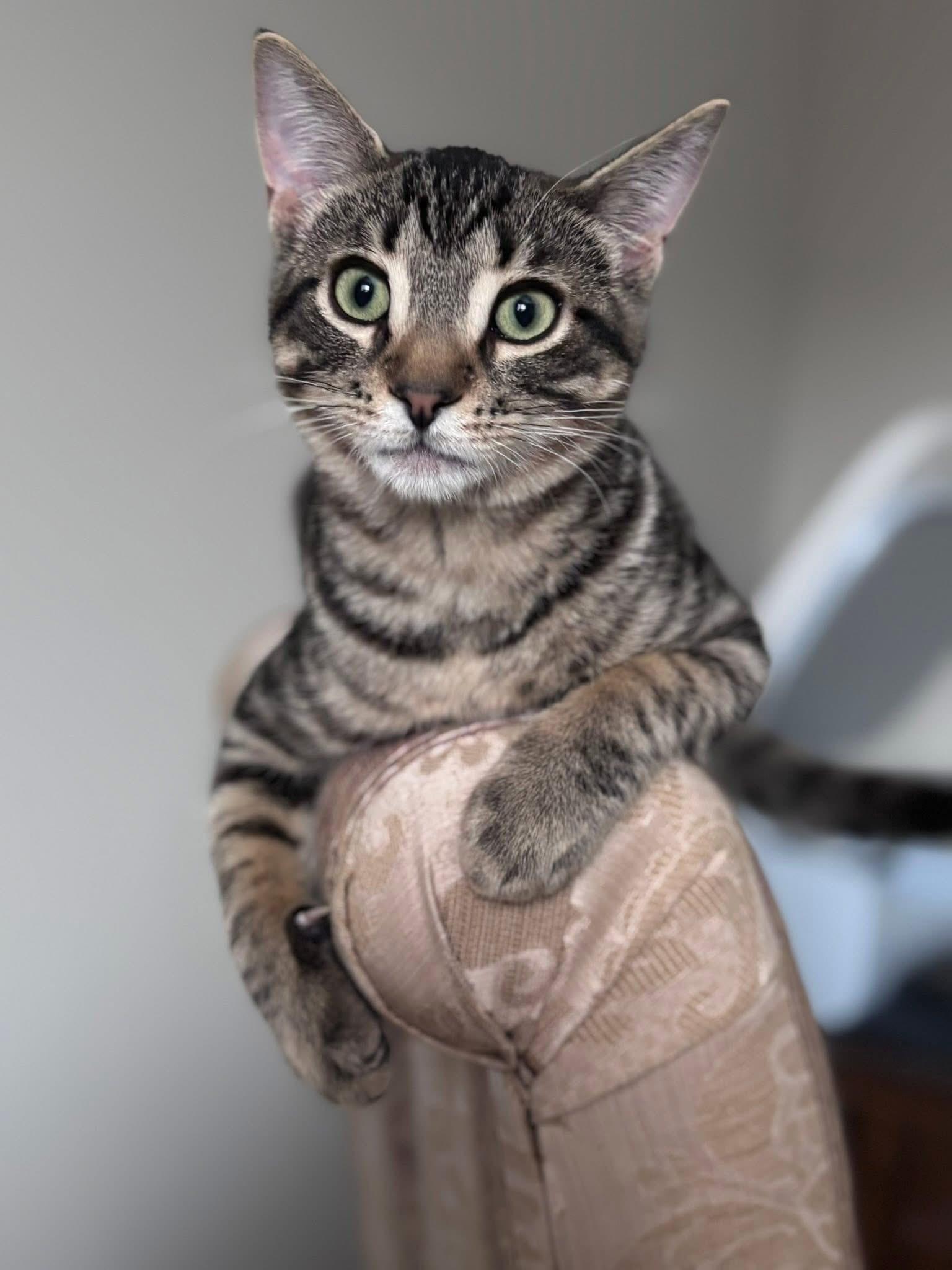 KARLO, a Adoptable Domestic Short Hair in Delhi, ON image 4/6