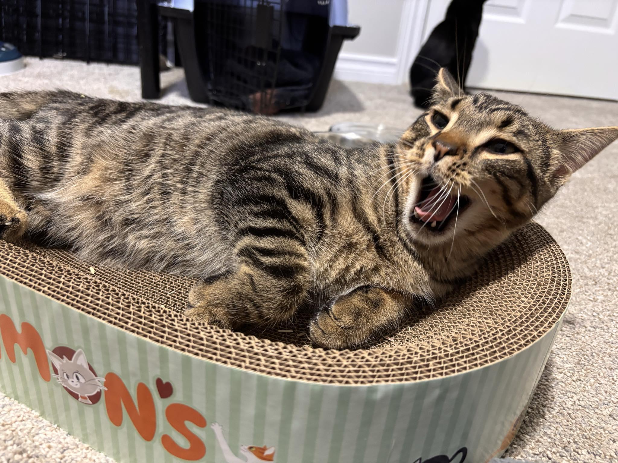 KARLO, a Adoptable Domestic Short Hair in Delhi, ON image 6/6