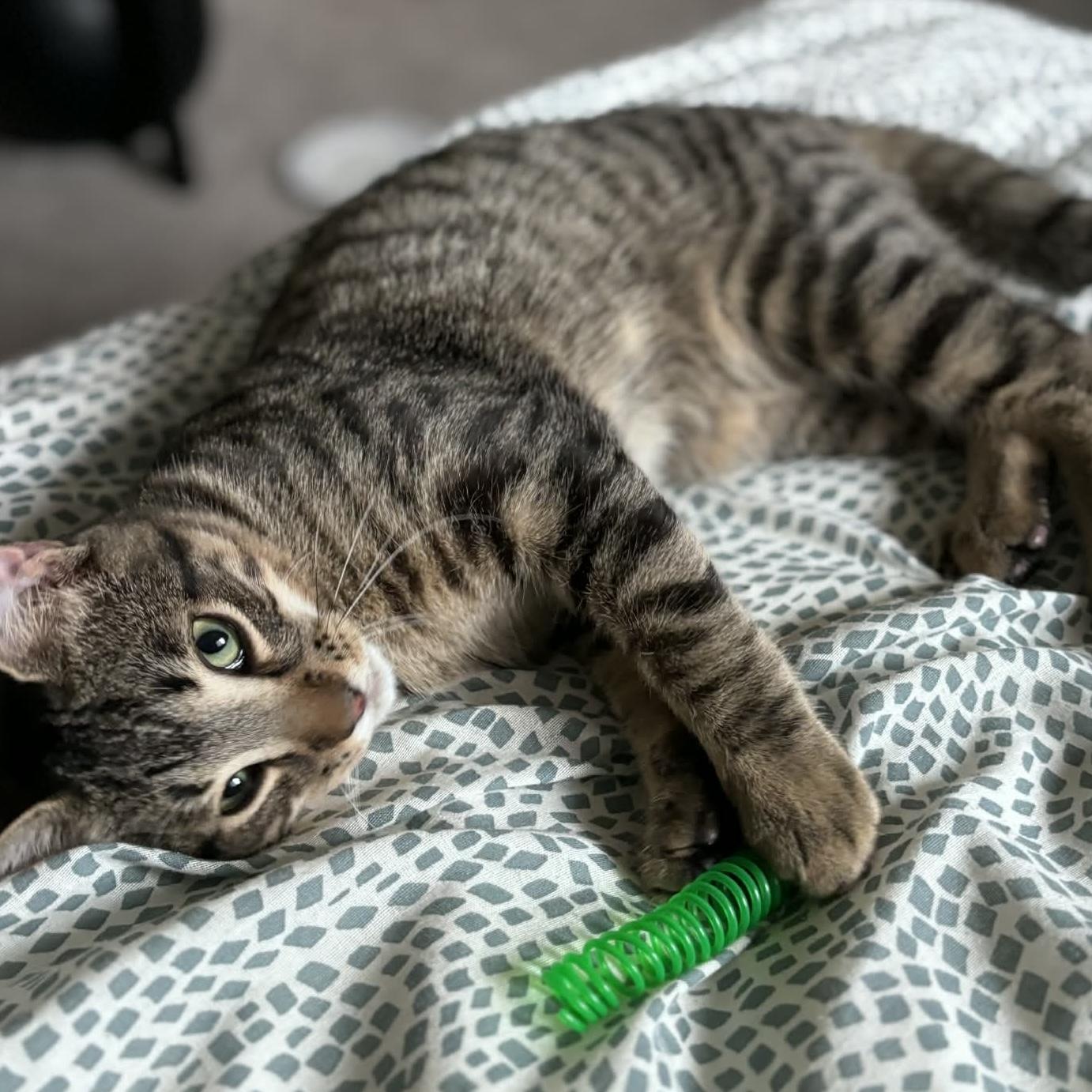 KARLO, a Adoptable Domestic Short Hair in Delhi, ON image 2/6