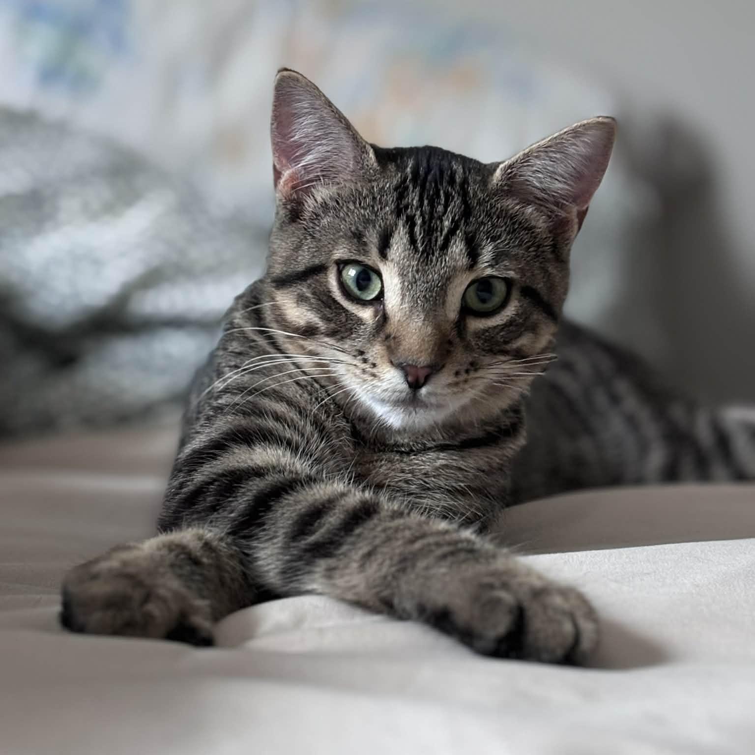 KARLO, a Adoptable Domestic Short Hair in Delhi, ON image 1/6