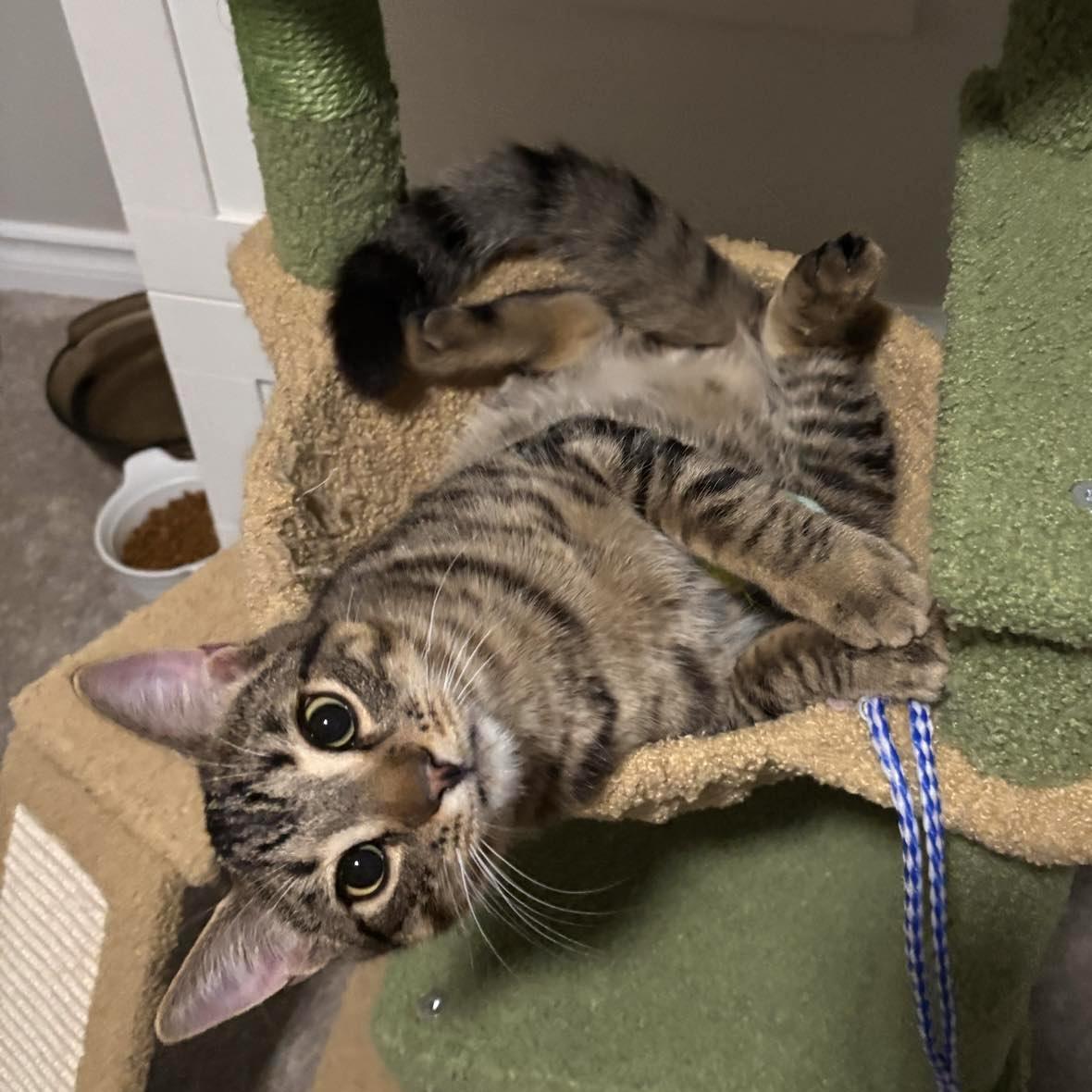 KARLO, a Adoptable Domestic Short Hair in Delhi, ON image 5/6