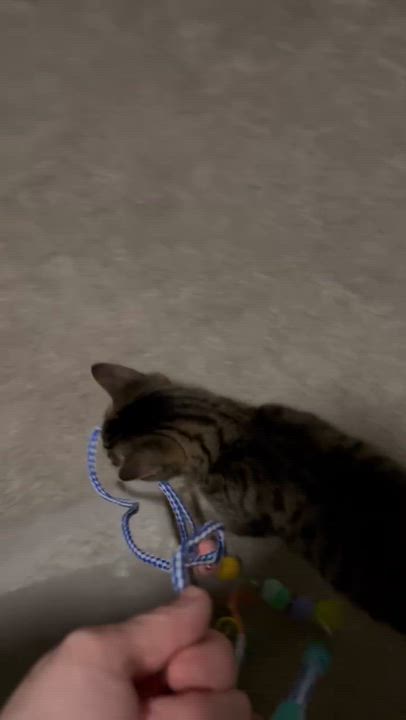 Enlarge KARLO, a Adoptable Domestic Short Hair in Delhi, ON video 3/6