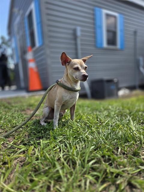 Enlarge SPUNKY, a Adoptable Mixed Breed in Palmetto, FL image 1/1
