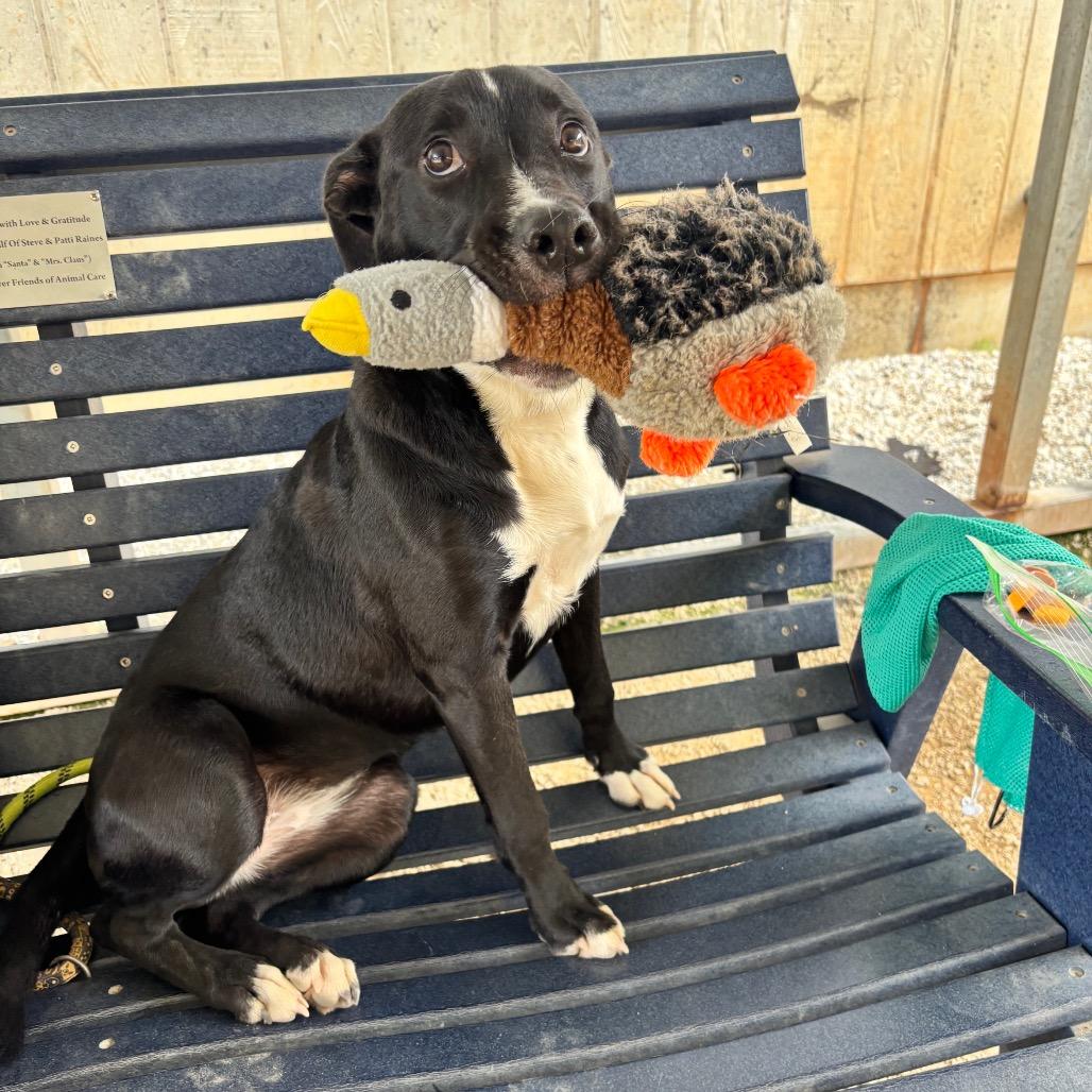 Juniper, Adoptable, Young Female Mixed Breed.