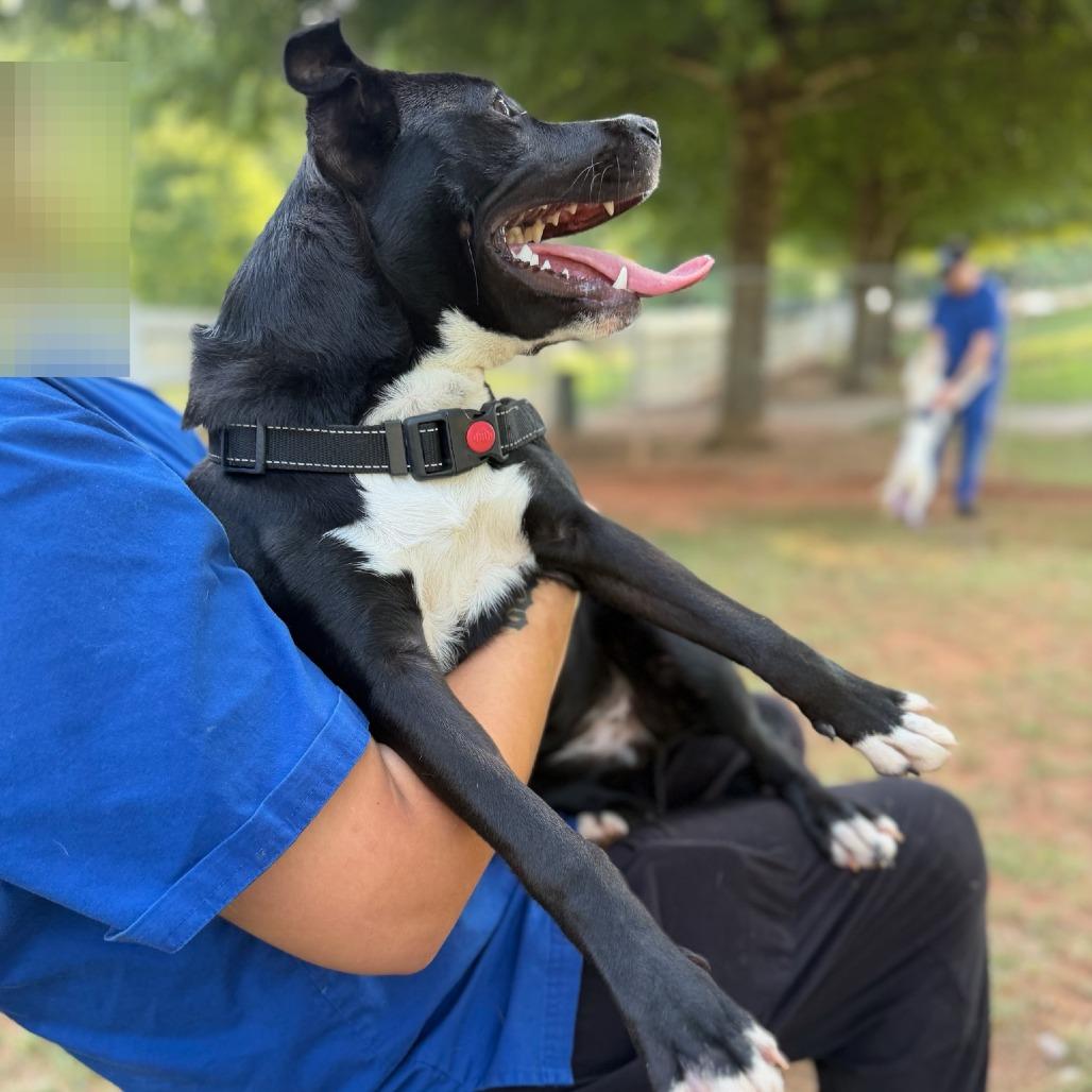 Enlarge Juniper, a Adoptable Mixed Breed in Greenville, SC image 2/6