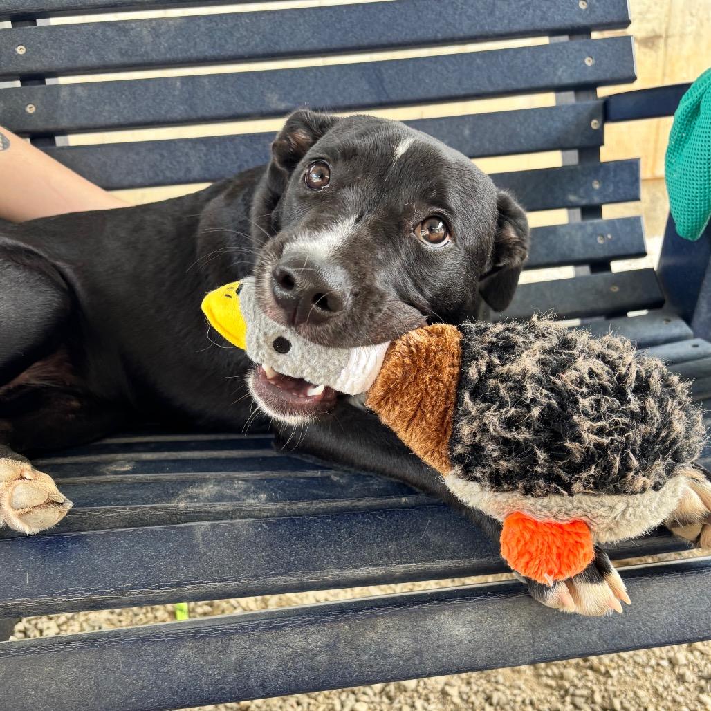 Enlarge Juniper, a Adoptable Mixed Breed in Greenville, SC image 3/6