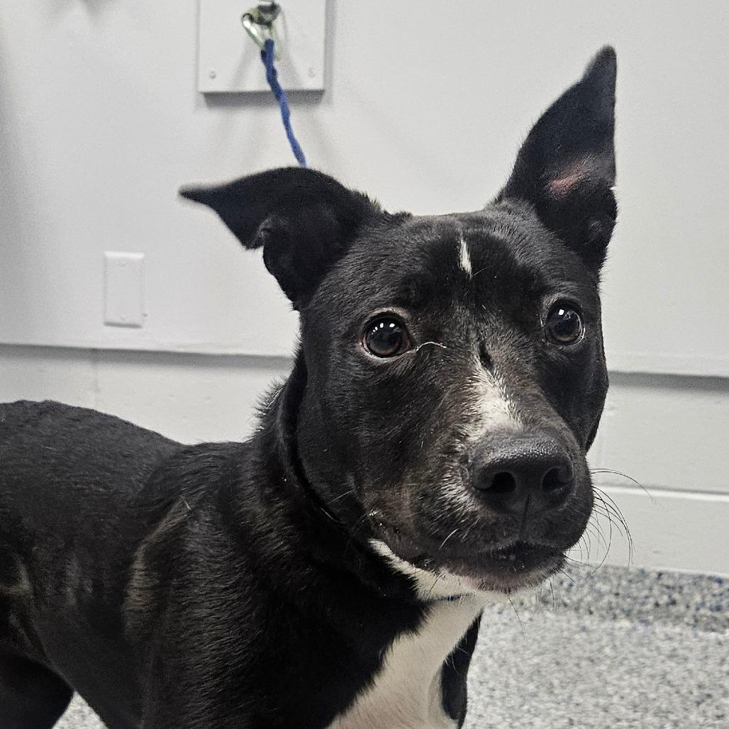 Enlarge Juniper, a Adoptable Mixed Breed in Greenville, SC image 4/6