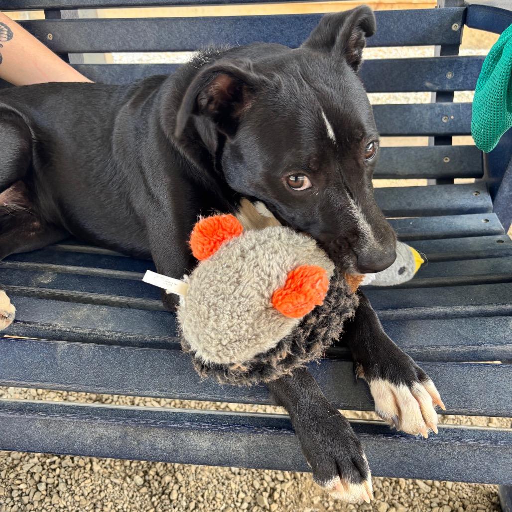 Enlarge Juniper, a Adoptable Mixed Breed in Greenville, SC image 5/6