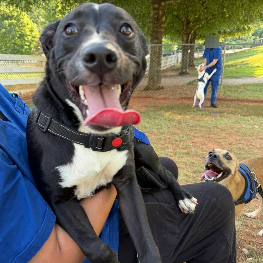 Enlarge Juniper, a Adoptable Mixed Breed in Greenville, SC image 6/6