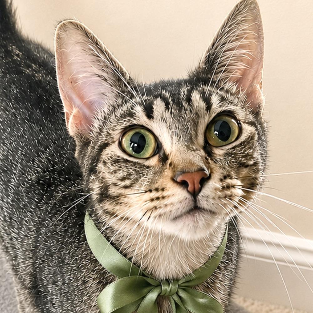 Jerry Maguire, a Adoptable mixed breed in Boerne, TX image 1/4