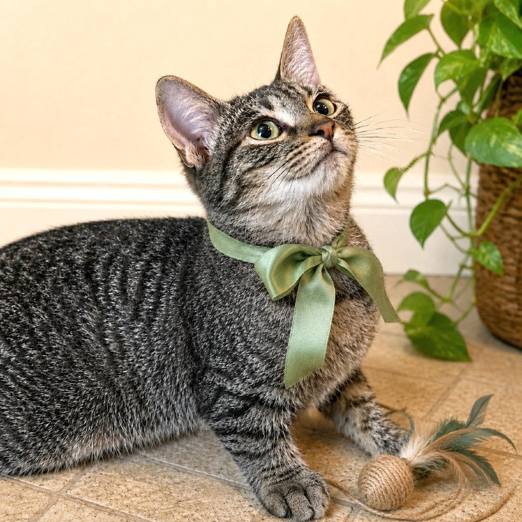 Jerry Maguire, a Adoptable mixed breed in Boerne, TX image 2/4