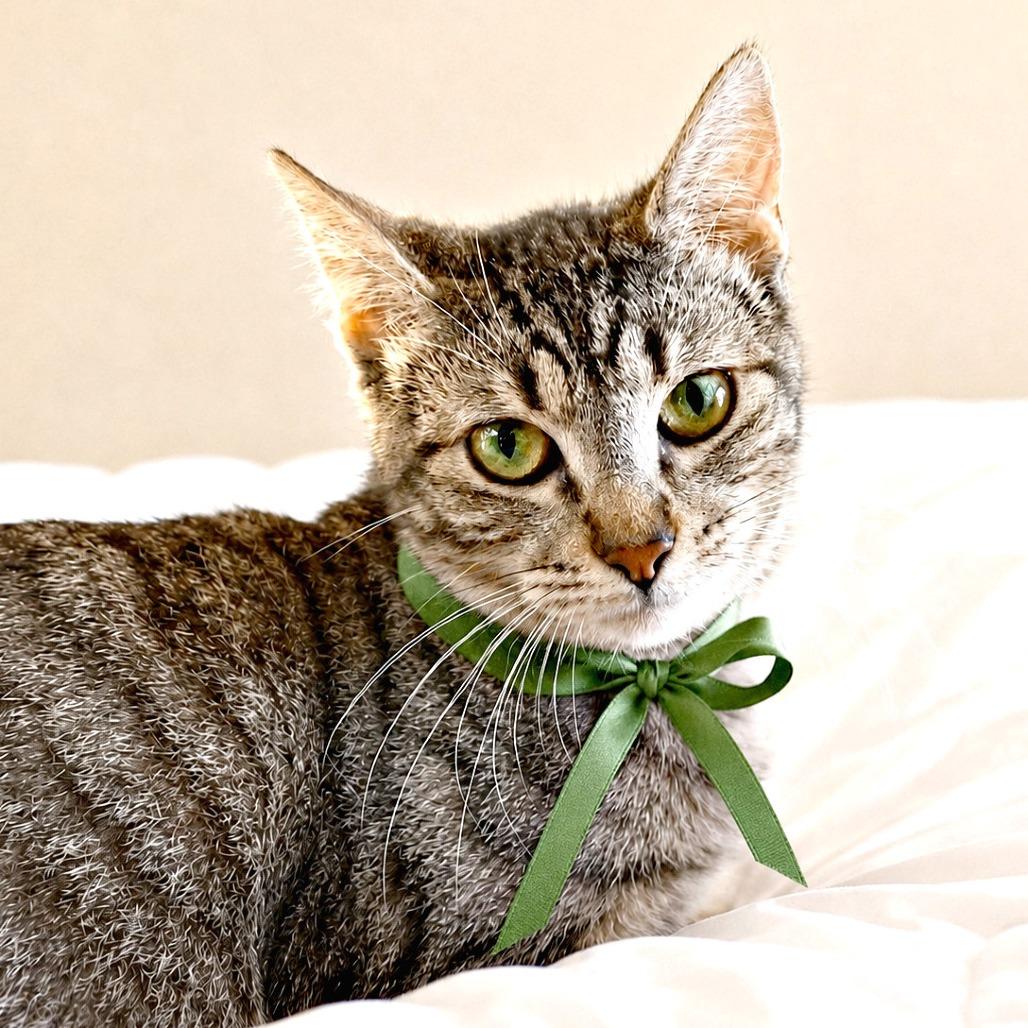 Jerry Maguire, a Adoptable mixed breed in Boerne, TX image 4/4