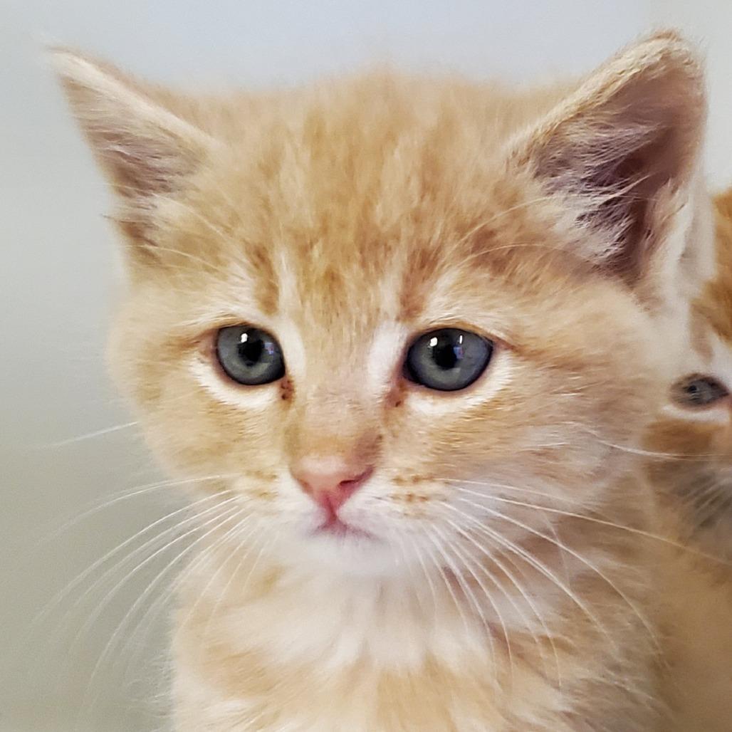 Enlarge Ron, a Adoptable Domestic Short Hair in Phoenix, AZ image 1/1