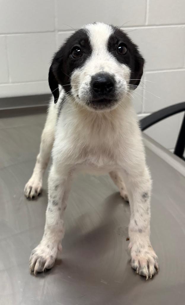 Enlarge Leon / AC 27752 A, a Adoptable mixed breed in Greeneville, TN image 1/1