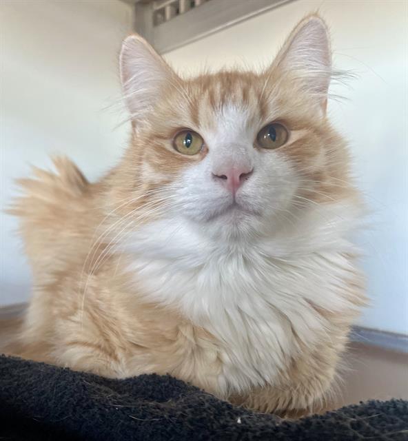 MUDDY, Adoptable, Young Male Domestic Long Hair.