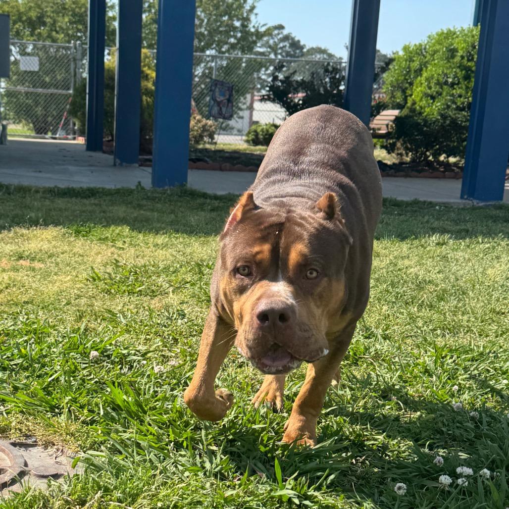 Pomelo, Adoptable, Young Male Pit Bull Terrier & Mixed Breed.