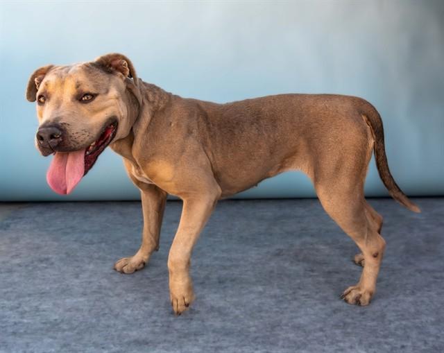 Enlarge ROXY, a Adoptable mixed breed in Baldwin Park, CA image 1/1