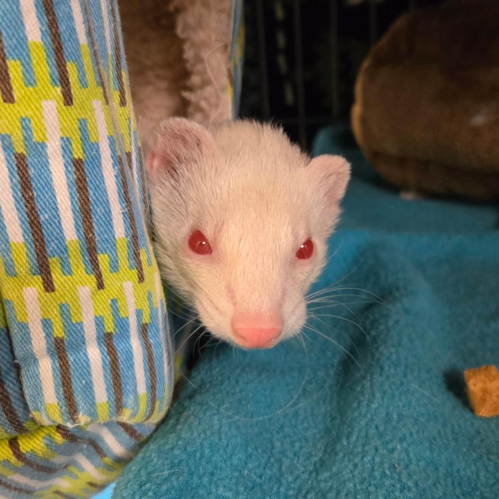 Silver, Adoptable, Adult Female Ferret.