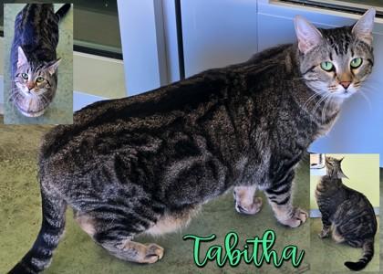 Enlarge Tabitha, a Adoptable mixed breed in Longview, TX image 1/3