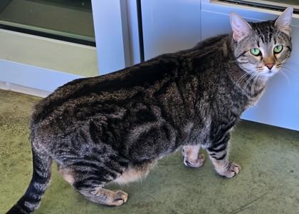 Tabitha, Adoptable, Kitten Female Domestic Short Hair & Domestic Short Hair.