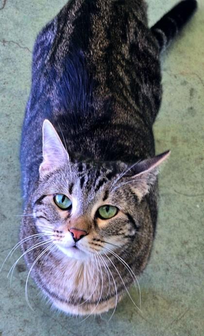 Enlarge Tabitha, a Adoptable mixed breed in Longview, TX image 3/3