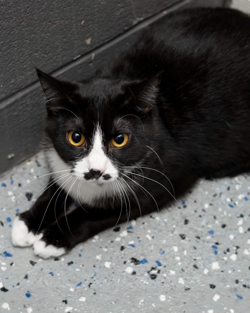 Hailey, Adoptable, Young Female Domestic Short Hair.