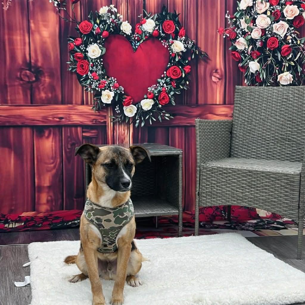 Enlarge Simon, an adopted mixed breed in Wichita Falls, TX image 3/3