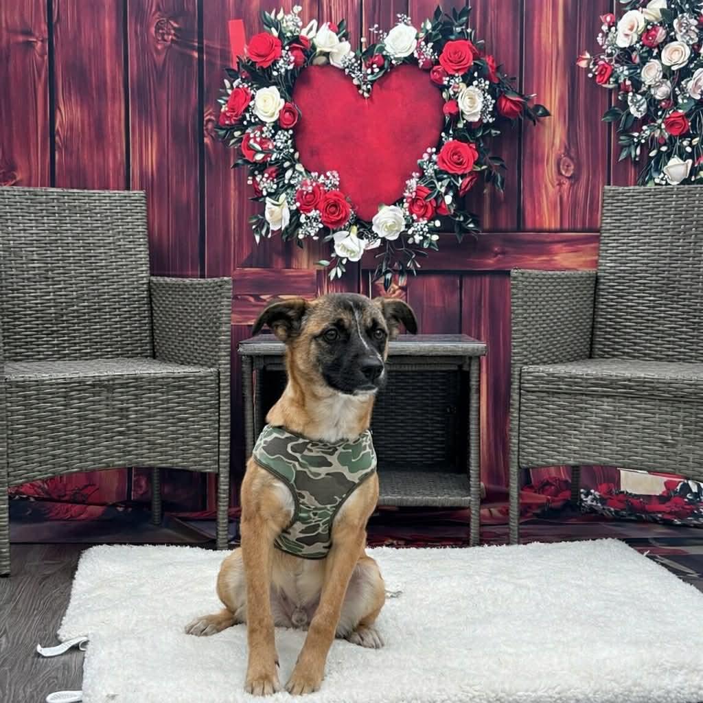 Enlarge Simon, an adopted mixed breed in Wichita Falls, TX image 2/3