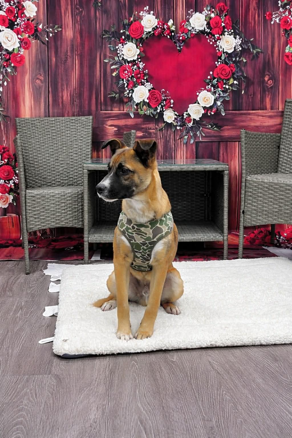 Simon, Adoptable, Young Male Shepherd.