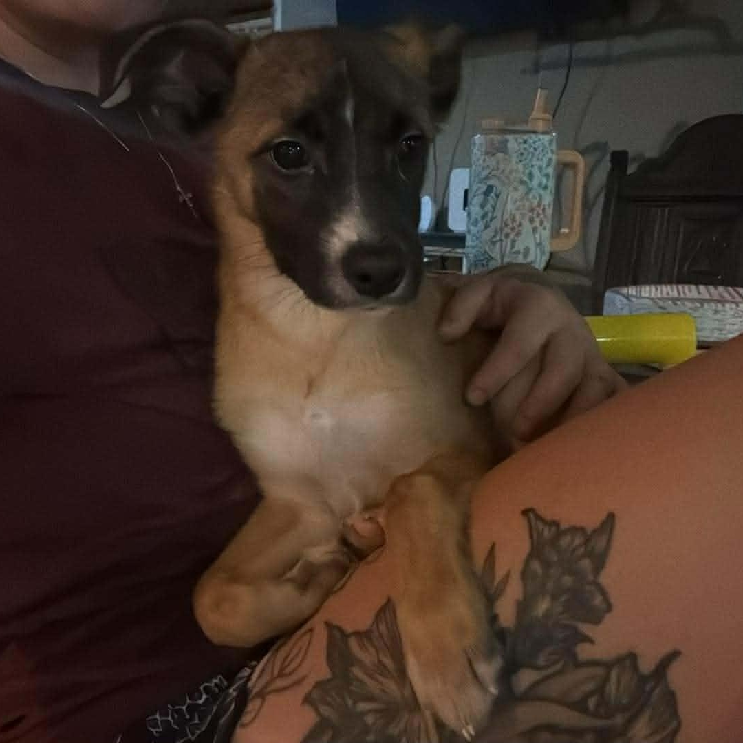 Enlarge Simon, a Adoptable mixed breed in Wichita Falls, TX image 1/1