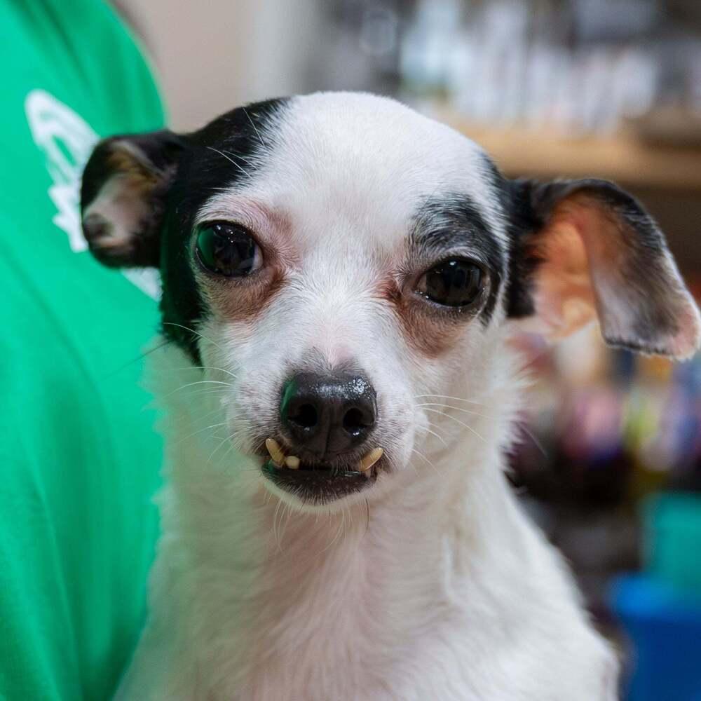 Hope, Adoptable, Adult Female Chihuahua.