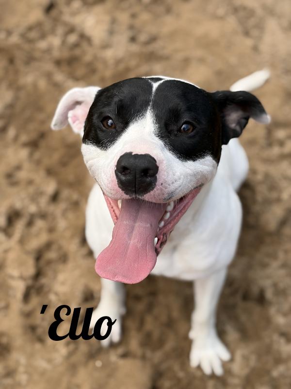 'Ello, ADOPTABLE, Adult Female Terrier.