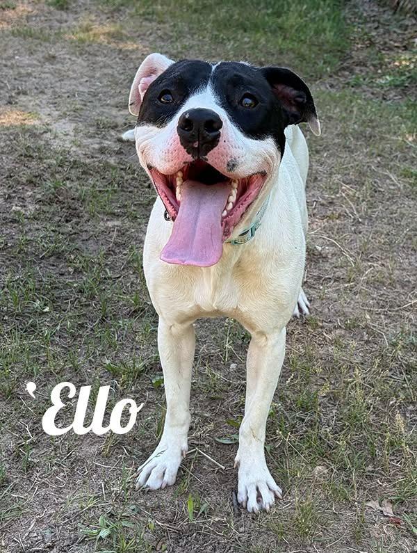 'Ello, ADOPTABLE, Adult Female Terrier.
