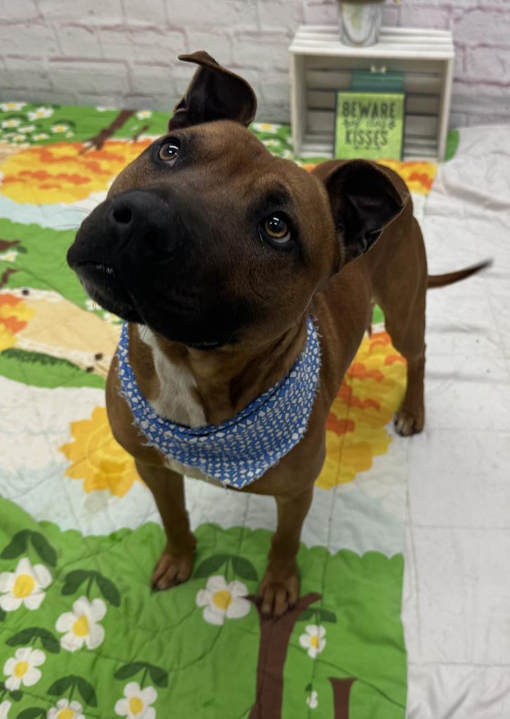 Enlarge Bark O'Lucky, a Adoptable mixed breed in Detroit, MI image 1/6