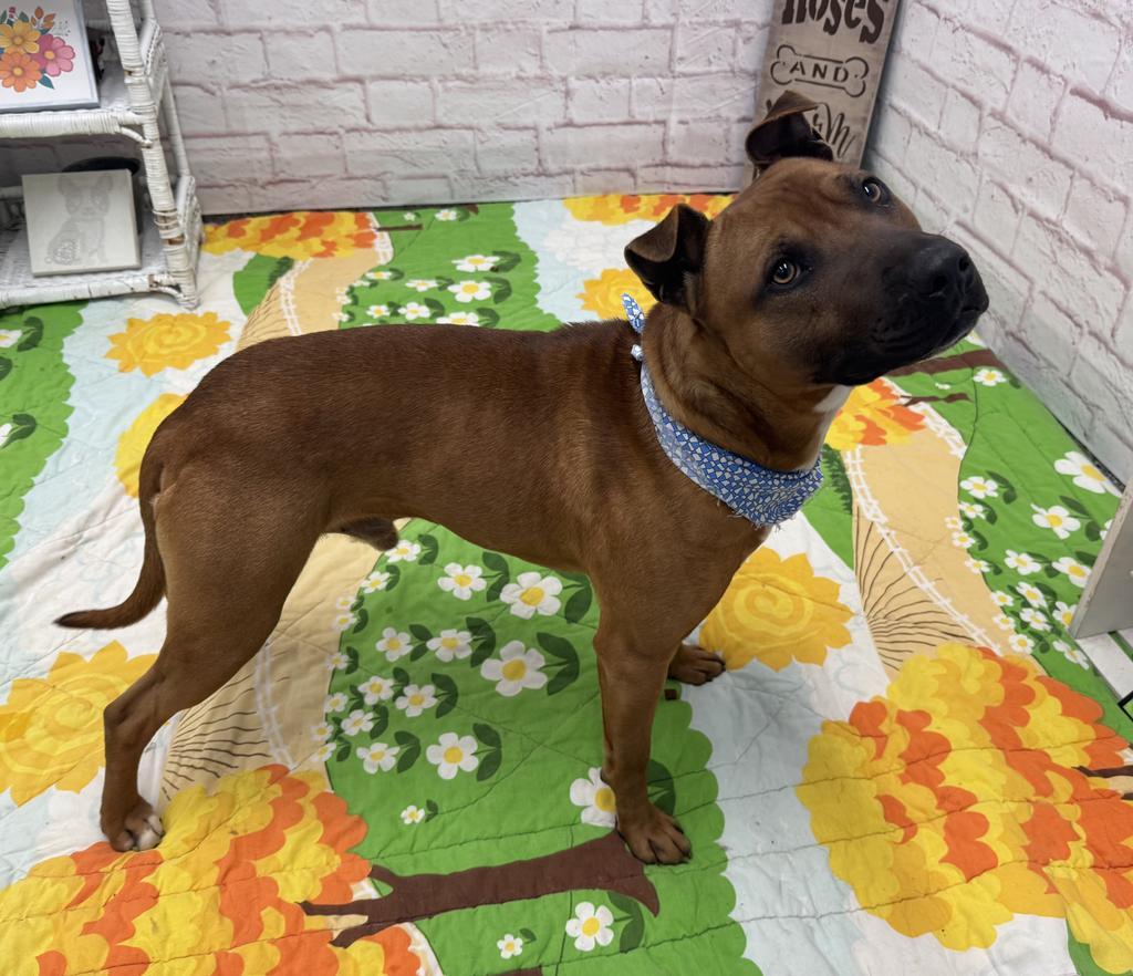 Enlarge Bark O'Lucky, a Adoptable mixed breed in Detroit, MI image 2/6